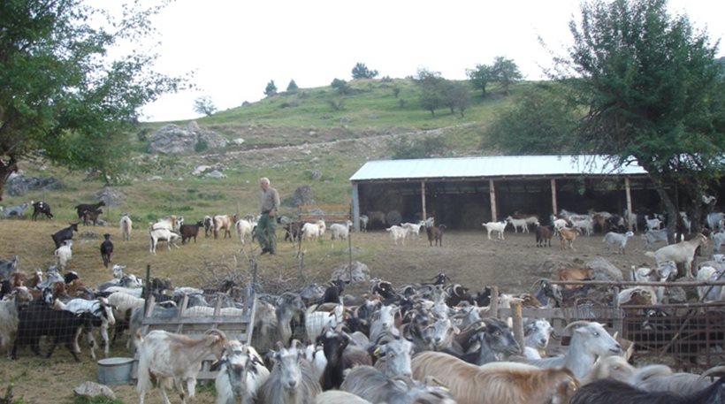 Πρέβεζα: Οι κλέφτες επέστρεψαν και μαζί με το υπόλοιπο κοπάδι έκλεψε και τη τροφή των ζώων