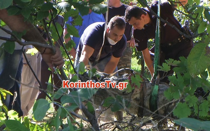 Συνελήφθησαν αρχαιοκάπηλοι που έκρυβαν αρχαία αγάλματα σε πηγάδι στη Νεμέα (φωτό, βίντεο)