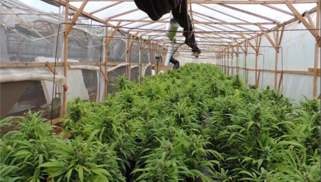 Συλλήψεις χασισοκαλλιεργητών σε Έβρο, Δράμα και Ηλεία