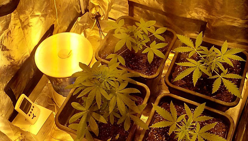 Αυτοσχέδιο εργαστήριο υδροπονικής καλλιέργειας κάνναβης, είχε στήσει 31χρονος στο σπίτι του