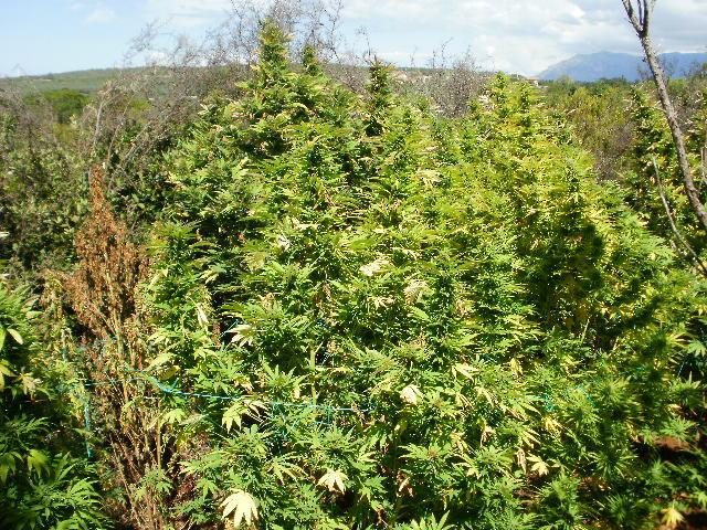 Κρήτη: Συνελήφθη 40χρονος με 31 δενδρύλλια κάνναβης