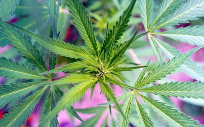 Κρήτη: Ενέδρα σε χασισοκαλλιεργητή στην Φαιστό