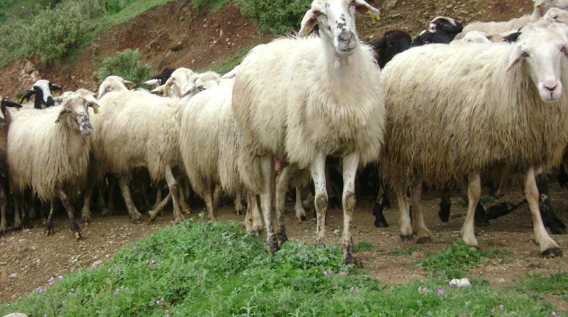 Λάρισα: Ανήλικοι χτύπησαν κτηνοτρόφο για να του κλέψουν δύο «ζωντανά»