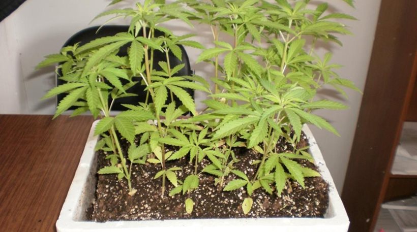 Πέλλα: Δυο αδέλφια συνελήφθησαν σε θερμοκήπιο καλλιέργειας χασισόδεντρων