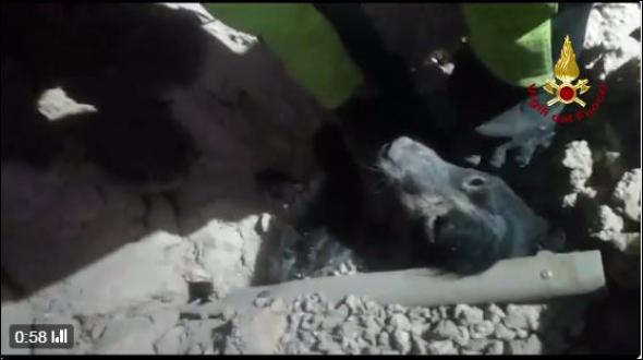 Ιταλία: Η στιγμή που οι πυροσβέστες ανέσυραν ζωντανό ένα σκύλο από τα χαλάσματα (βίντεο)