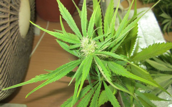 Ρόδος: Συνελήφθησαν δύο Έλληνες για διακίνηση χασις με μοτοποδήλατο