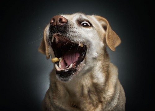 Μυτιλήνη: Σκύλος 26χρονου δάγκωσε ανήλικο παιδί