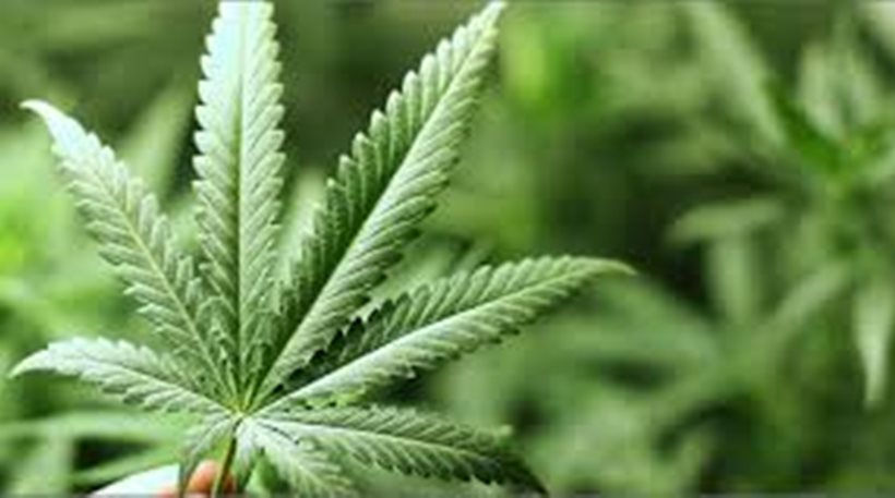 Μεσσηνία: Σε χώρο αποξήρανσης κάνναβης είχε μετατρέψει την αποθήκη του ένας 51χρονος αγρότης