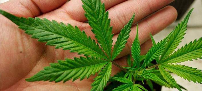 Αλεξανδρούπολη: 113 κιλά κάνναβης έκρυβαν σε αγροτική έκταση στον Έβρο