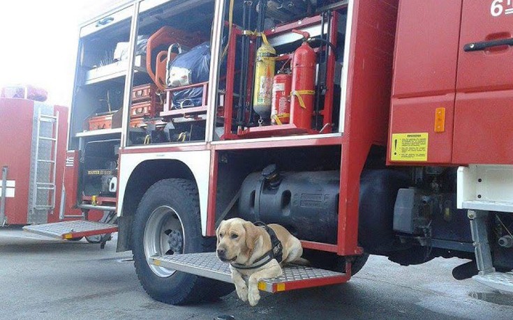 Ο σκύλος της 6ης ΕΜΑΚ Πατρών εντόπισε την 83χρονη που είχε χαθεί στην Ζαχάρω