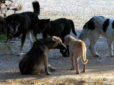 Μυρτιά Ηλείας: Δεκατρία νεκρά σκυλιά από φόλες ασυνείδητου
