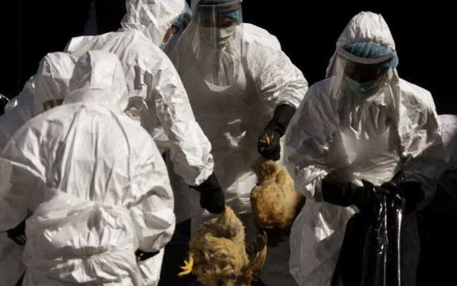Γερμανία: Ξέσπασμα του ιού H5N8 έχει επηρεάσει τρία εργοστάσια πουλερικών στην Κάτω Σαξονία