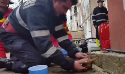 Ρουμανία: Πυροσβέστης έδωσε το «φιλί της ζωής» σε σκύλο και έγινε ήρωας (βίντεο)