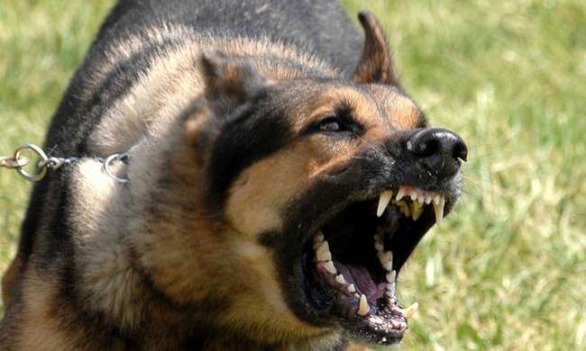 Μεσολόγγι: Ένας 48χρονος τραυματίστηκε σοβαρά στο πόδι από επίθεση σκύλου