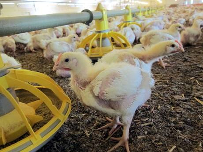 Ιαπωνία: Ξεκίνησε η θανάτωση πτηνών λόγω του ιού Η5