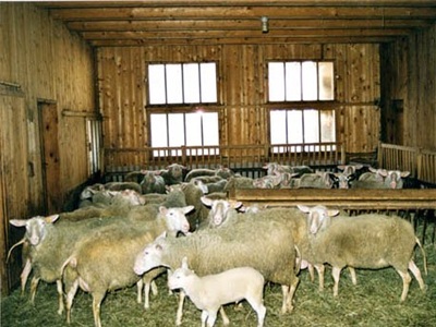 Γρεβενά: Συνελήφθη 55χρονος που έκρυβε σε ποιμνιοστάσιο χασίς, όπλο και λαθραίο καπνό