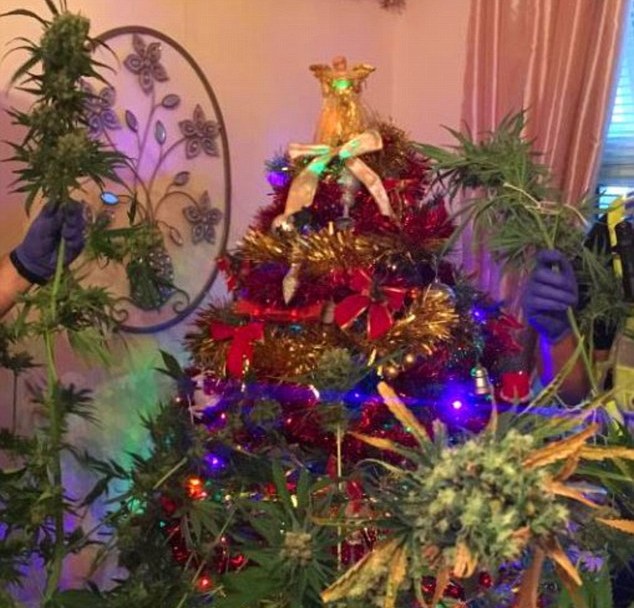 Βρετανία: Βρέθηκε χασισόδεντρο καμουφλαρισμένο σε… χριστουγεννιάτικο δέντρο μετά από έφοδο σε σπίτι