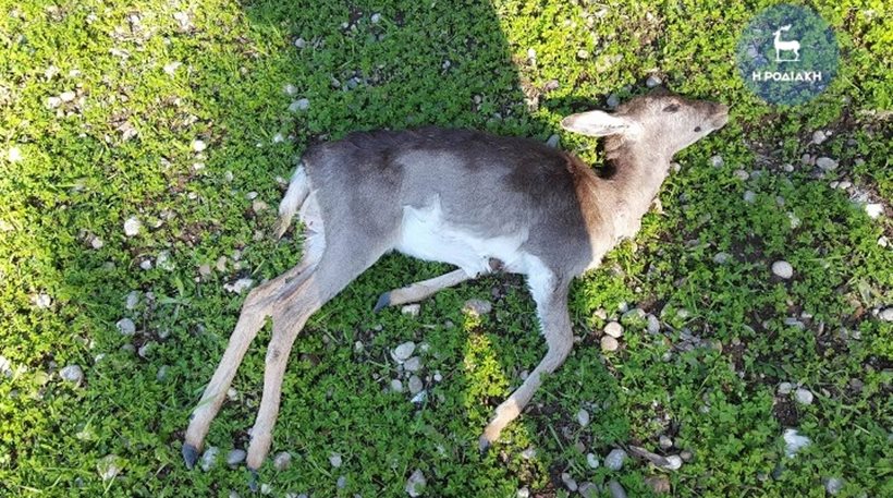 Επικήρυξαν τον δράστη στη Ρόδο που σκοτώνει τα ελάφια