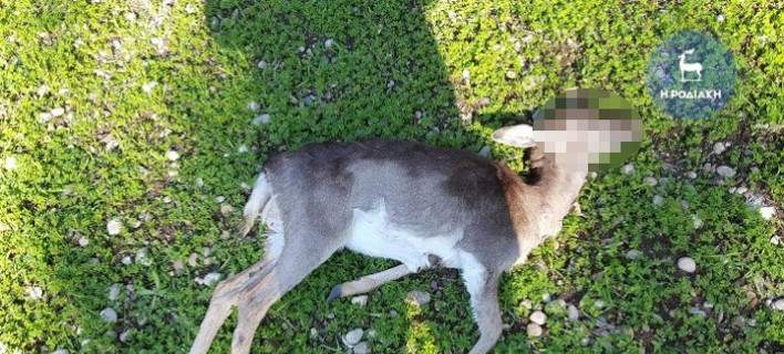 Με πυροβόλο όπλο σκότωσαν τα είκοσι ελάφια στη Ρόδο