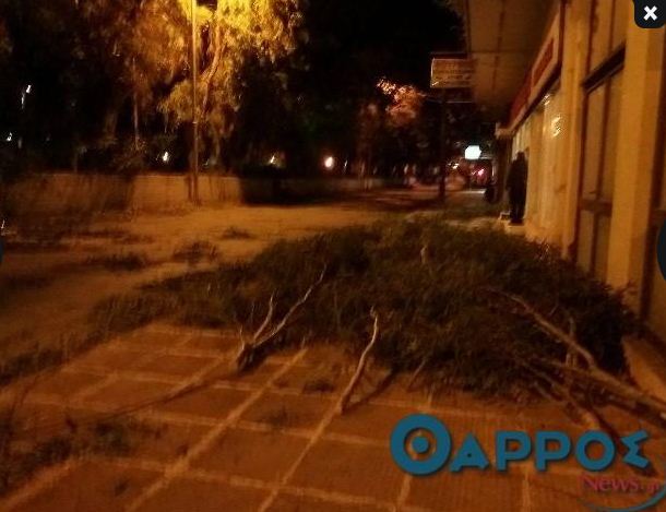 Καλαμάτα: Δεκάδες κλήσεις για κομμένα ξύλα – Έκλεισε κεντρική οδός (φωτό)