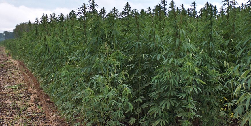 D.W.: Η Αλβανία τείνει να γίνει η Κολομβία της Ευρώπης