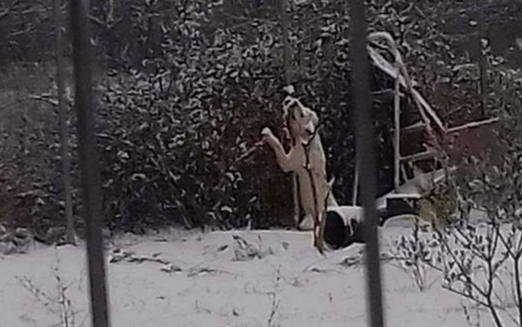 Δράμα: Είχε δέσει το σκύλο του σε χωράφι και τον άφησε να πεθάνει από την παγωνιά! (φωτό)