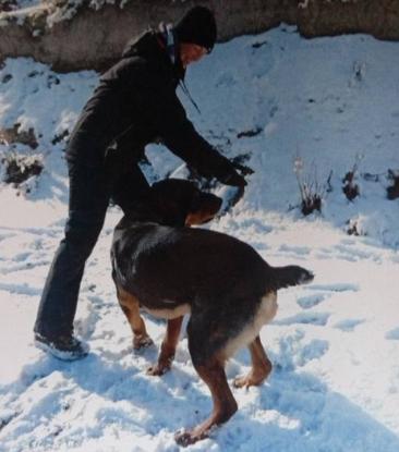 Κυνηγοί σκότωσαν 5 σκυλιά και τύφλωσαν ένα άλογο στην Ισπανία! (φωτό)