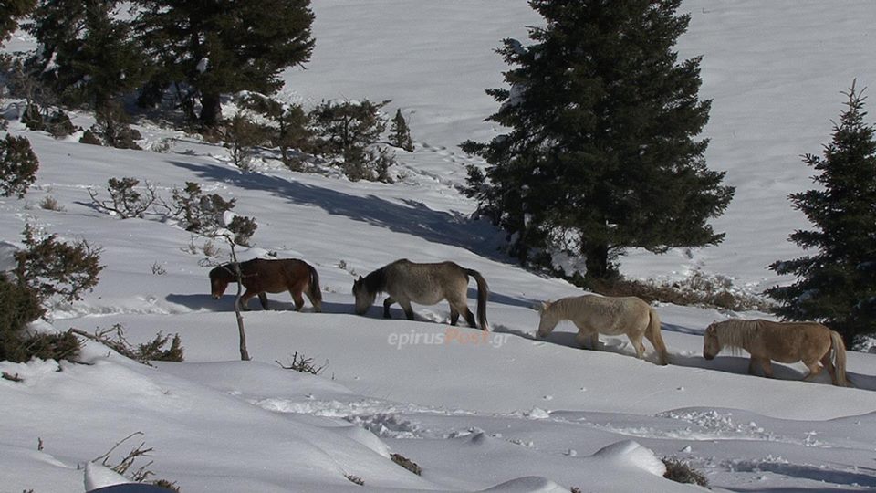 Διάσωση αλόγων από την ΕΜΑΚ στην ορεινή Άρτα (φωτό, βίντεο)