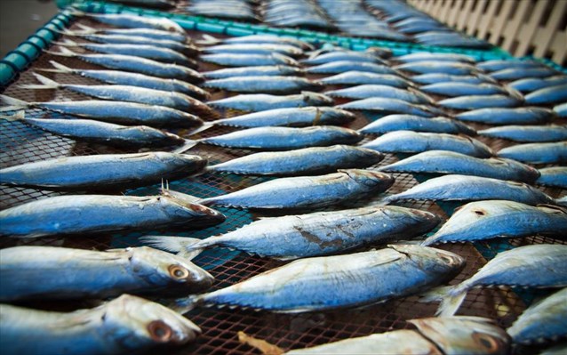 Ξάνθη: Ψαράς έβγαλε τρεις τόνους ψάρια παράνομα