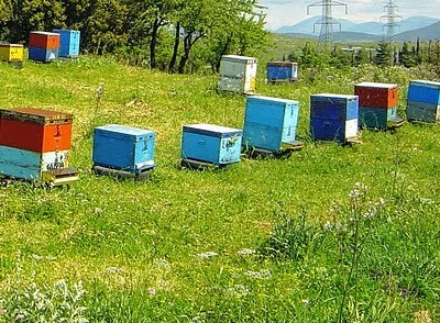 Βόλος: Γερή «καμπάνα» σε 32χρονο για κλοπές κυψελών