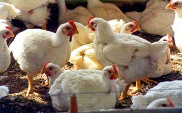 Πρέσπες: Εντοπίστηκε κρούσμα γρίπης των πτηνών – Απαραίτητα τα μέτρα προφύλαξης