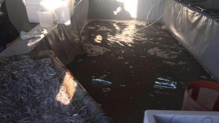 Εξάρθρωση κυκλώματος με τζίρο εκατομμυρίων ευρώ – Διακινούσαν … χέλια (φωτό)