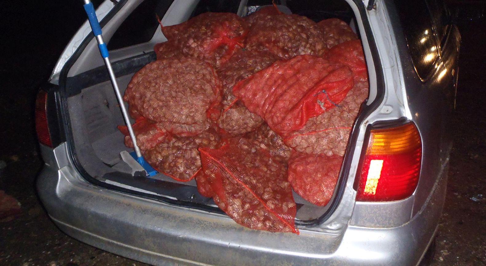 Περισσότερα από 1435 κιλά όστρακα ακατάλληλα για κατανάλωση κατασχέθηκαν από το Κεντρικό Λιμεναρχείο Αλεξανδρούπολης (φωτό)