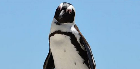 Γερμανία: Αναζητείται πιγκουίνος που εκλάπη από ζωολογικό κήπο (φωτό)