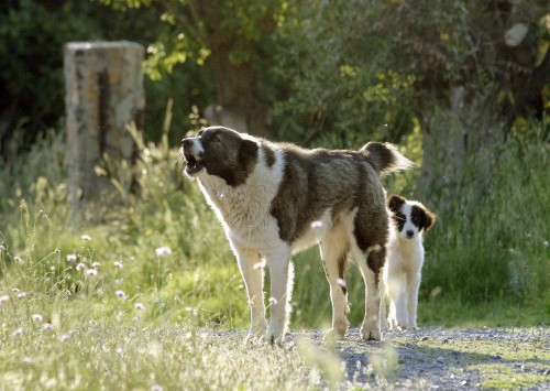 Τρίκαλα: Πρόστιμο 30.000 σε βοσκό γιατί σκότωσε το τσοπανόσκυλό του που επιτέθηκε στην κόρη του
