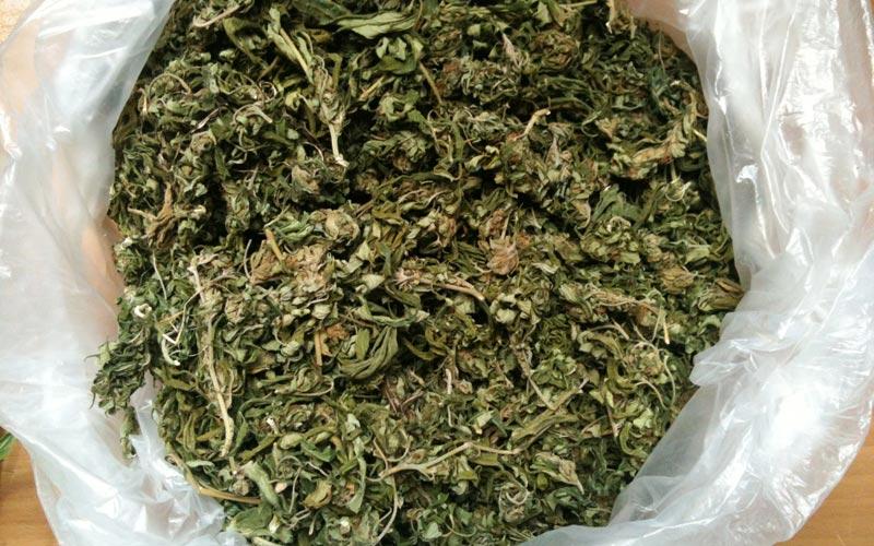 Πάτρα: Κατασχέθηκαν 370 κιλά ακατέργαστης κάνναβης