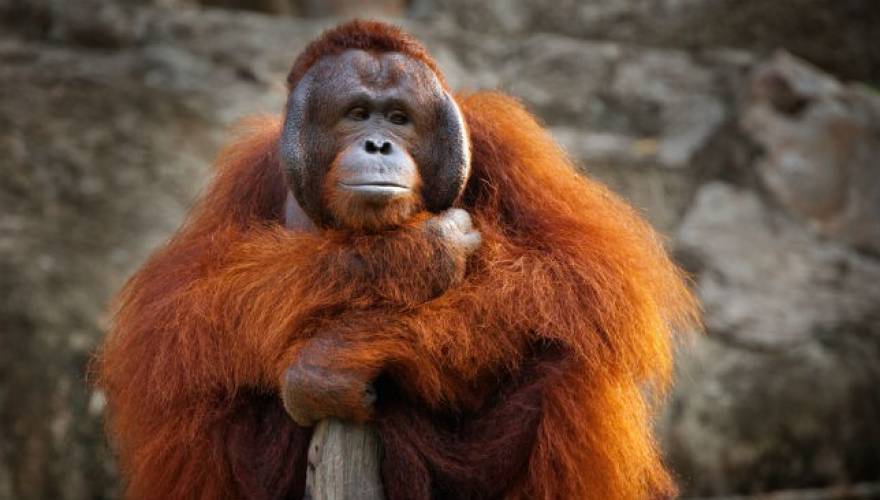 Ινδονησία: Σκότωσαν και έφαγαν έναν ουρακοτάγκο!