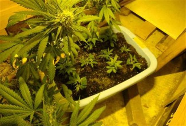 Ηράκλειο: Εφοριακός συνελήφθη για καλλιέργεια υδροπονικής κάνναβης