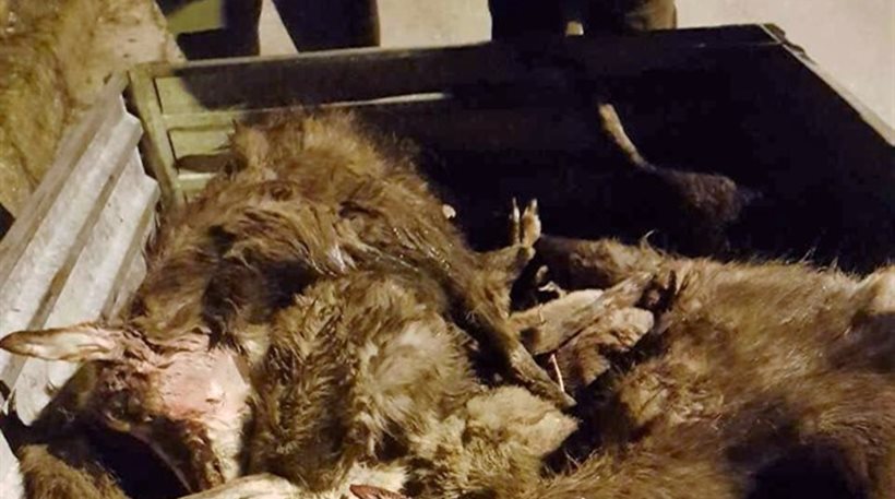 Συνελήφθησαν Λαθροκυνηγοί στο Ζαγόρι – Σκότωσαν έξι αγριόγιδα που ανήκουν σε προστατευόμενο είδος αντιλόπης (φωτό)