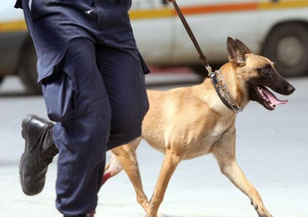 Ο «Ρίκι» της Δίωξης εντόπισε τα κρυμμένα ναρκωτικά σε αποθήκη στην Πάτρα (φωτό)