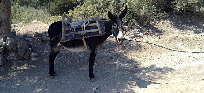 Φλώρινα: Συνελήφθη 21χρονος Αλβανός να μεταφέρει 313 χασίς με … γαϊδούρια (φωτό)