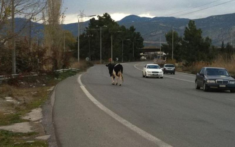 Θεσσαλία: Οδηγός Ι.Χ τράκαρε με αγελάδα – Μηνύει τους κτηνοτρόφους