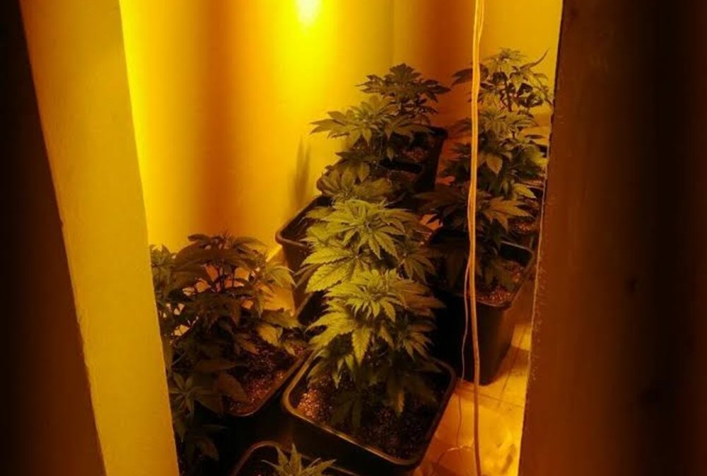 Ηράκλειο: Συνελήθφη 52χρονος για καλλιέργεια υδροπονικής κάνναβης