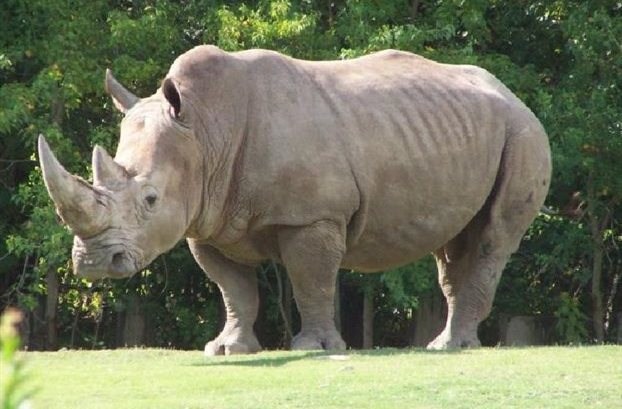 Λαθροκυνηγοί «μπούκαραν» σε ζωολογικό κήπο και σκότωσαν ρινόκερο για το κέρατο του