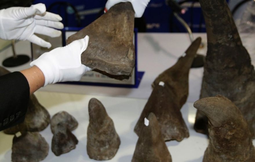 Ασυνήθιστο θέαμα: Γυναίκες μετέφεραν 21 κέρατα ρινόκερων μεγάλης χρηματικής αξίας (φωτό)