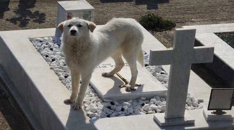 Άρτα: Σκυλίτσα αρνείται να φύγει από τον τάφο του αφεντικού της