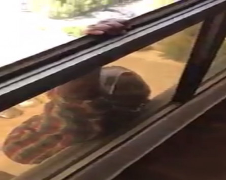 Οικιακή βοηθός πέφτει από τον 7ο όροφο ενώ το αφεντικό … απλά «τραβούσε» βίντεο – Προσοχή σκληρές εικόνες