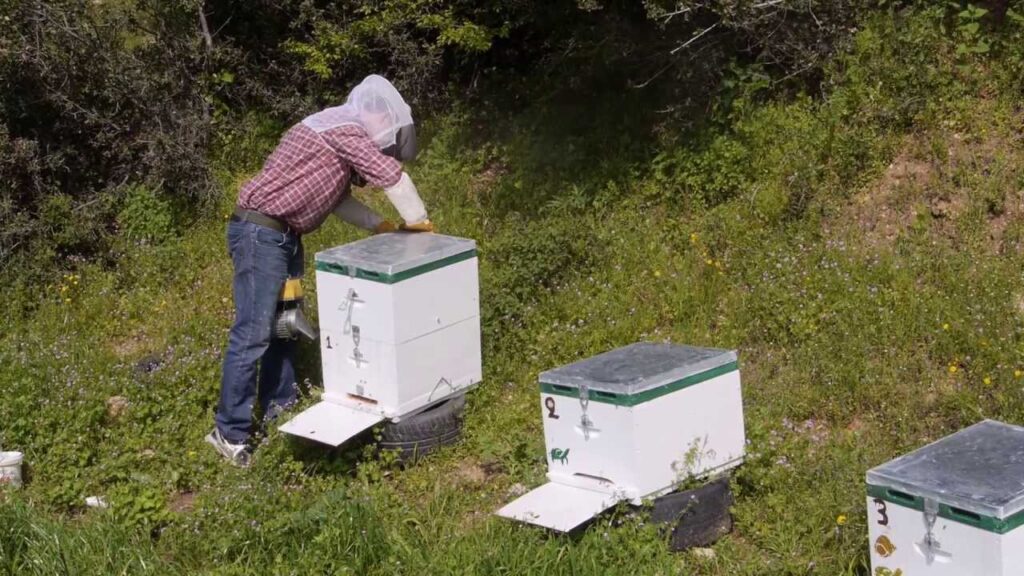 Μελισσουργός εντόπισε ληστή κυψελών τοποθετώντας κάμερες στα μελίσσια του
