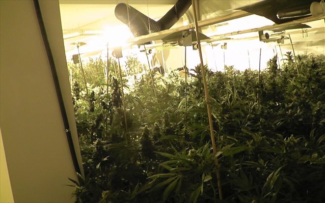 Ηράκλειο: Συνελήφθη 41χρονος για καλλιέργεια υδροπονικής κάνναβης