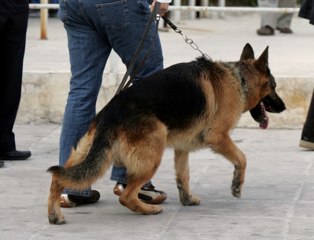 Ορεστιάδα: Σκύλος της Δίωξης ανακάλυψε αποθήκη γεμάτη χασίς
